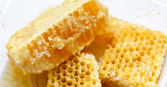 Cera Alba in der Nahaufnahme