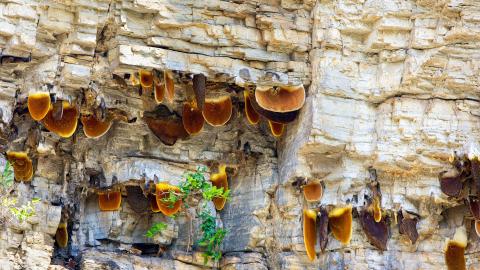 Nepal Honig vom Himalaya