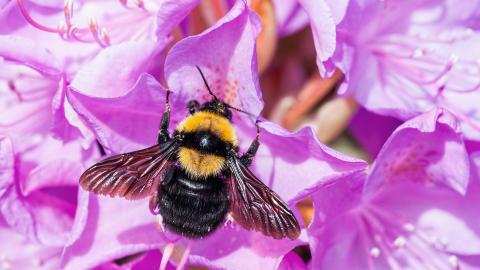 Biene bestäubt Blüte für Herstellung von
                                          Halluzinogenem Honig