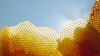 Sonnenwachsschmelzer Detailaufnahme