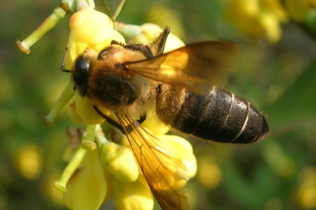 Eine liffhonigbiene beim Nektar ernten