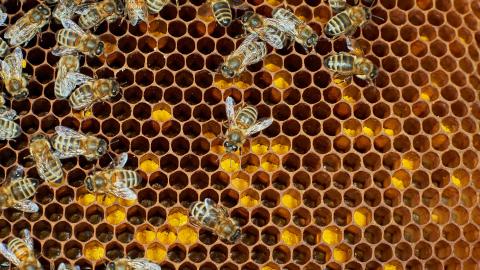 Bienen auf Bienenstock - Propolis kaufen