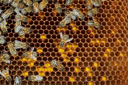 Bienen auf Bienenstock - Propolis kaufen