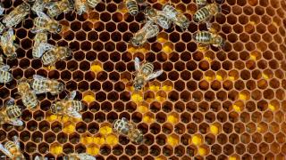 Bienen auf Bienenstock - Propolis kaufen