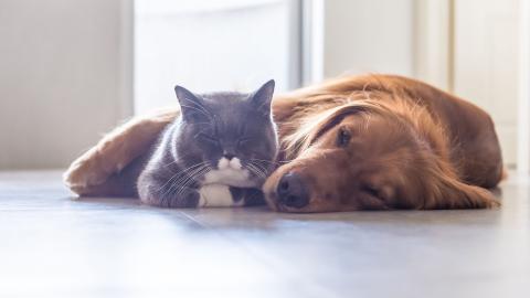 Katze und Hund nach Propolis Behandlung