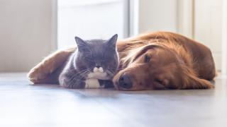 Katze und Hund nach Propolis Behandlung