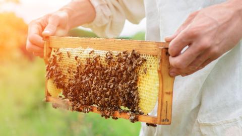 Echter deutscher Honig - Bienenwabe