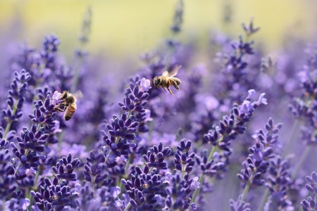 Bienen und Lavendel