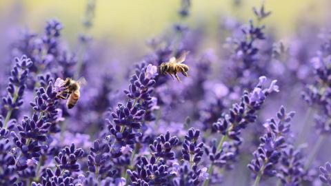 Bienen und Lavendel