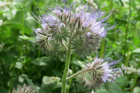 Distelblüte im Wald